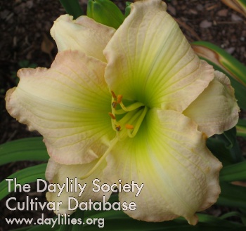 Daylily Horizon Light